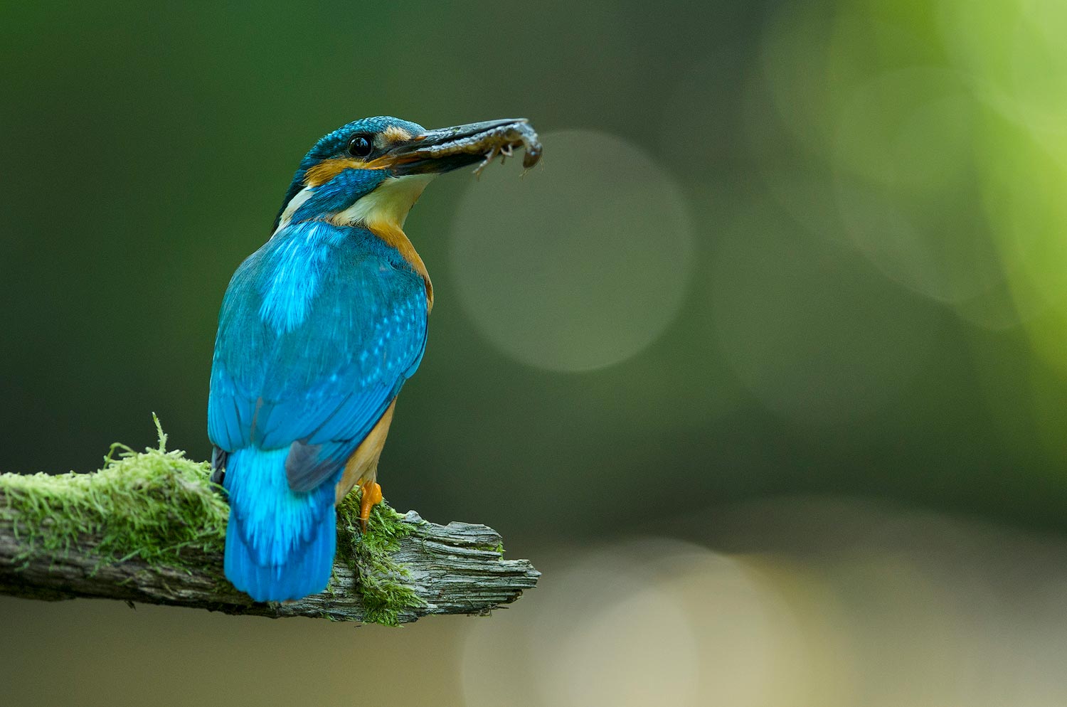 La pêche est bonne ! | Aurélien Zint