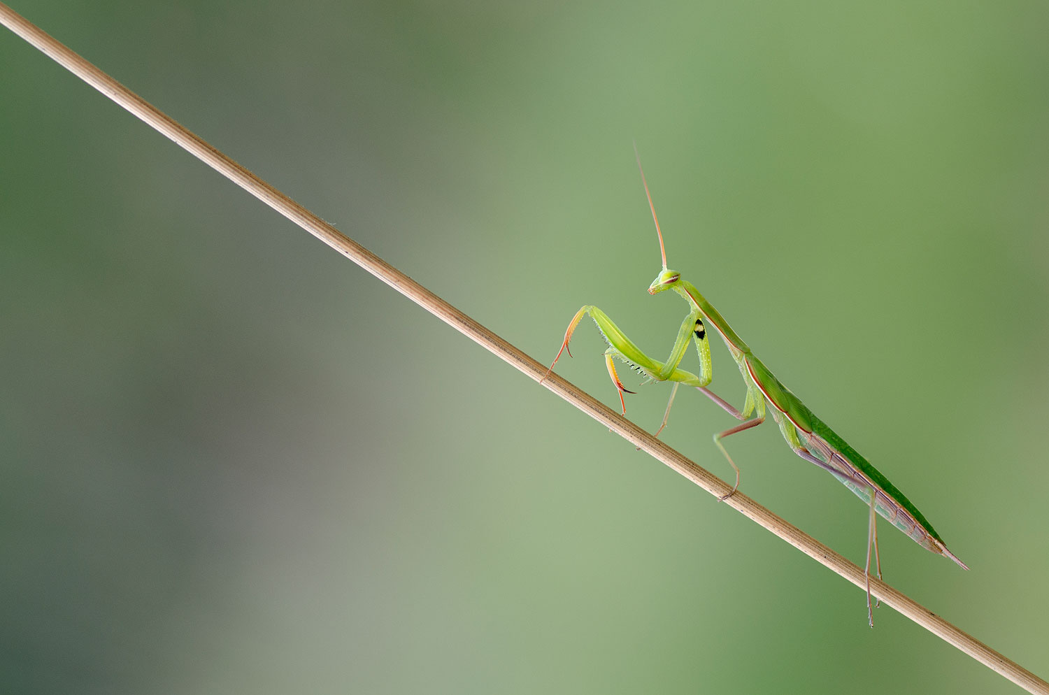 Le funambule | Aurélien Zint