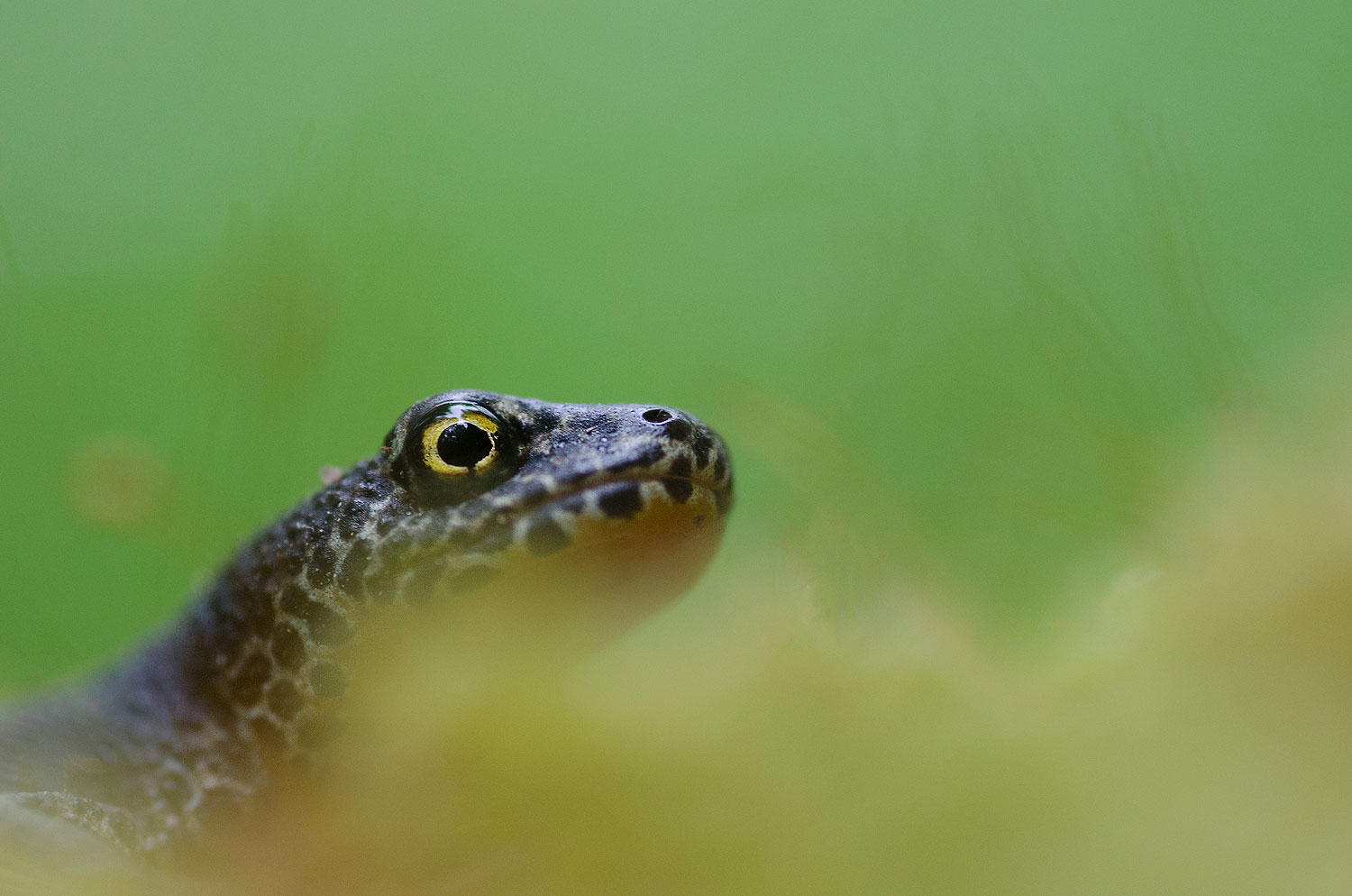 Triton | Aurélien Zint