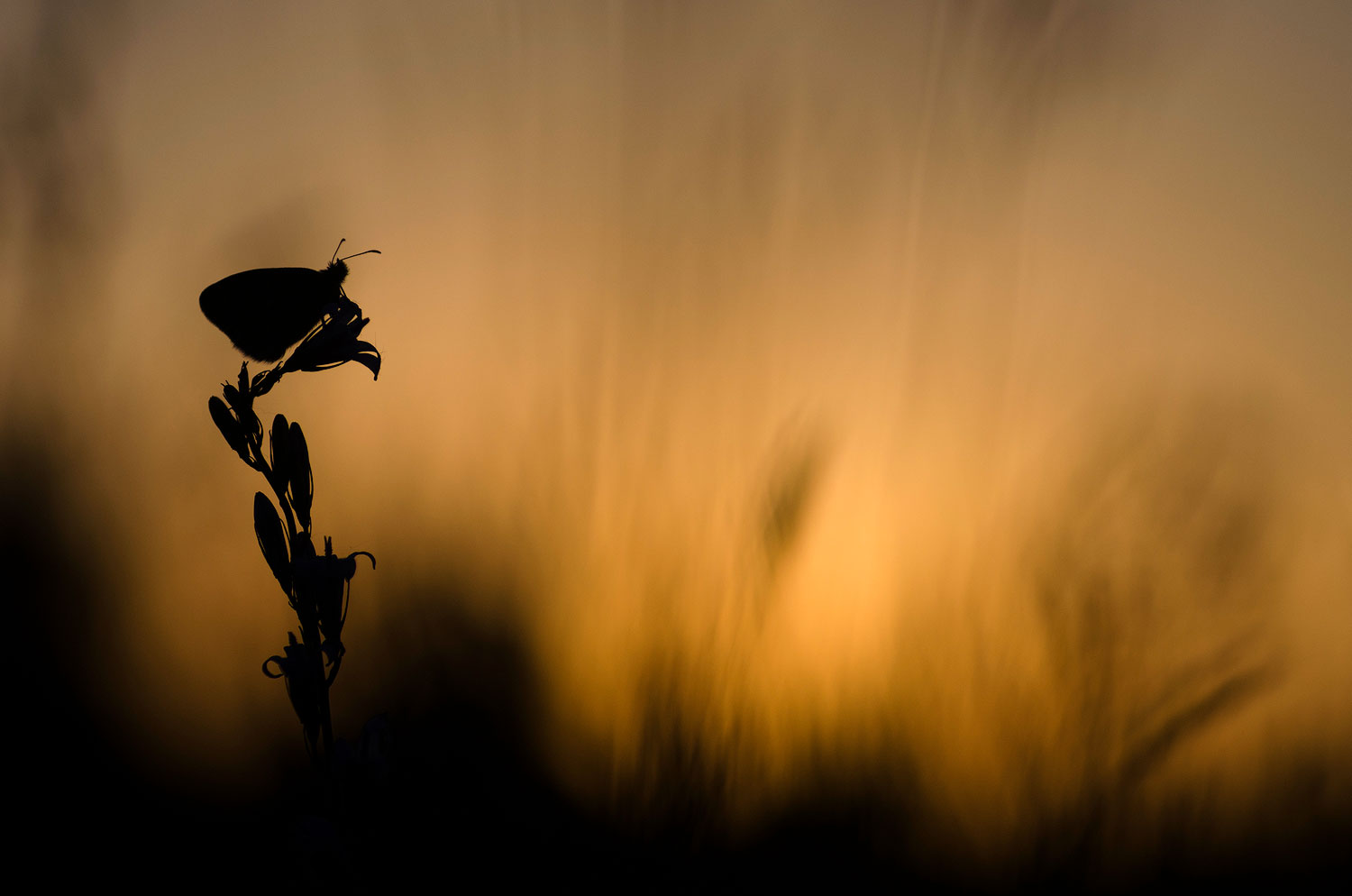 Le saxophoniste | Aurélien Zint