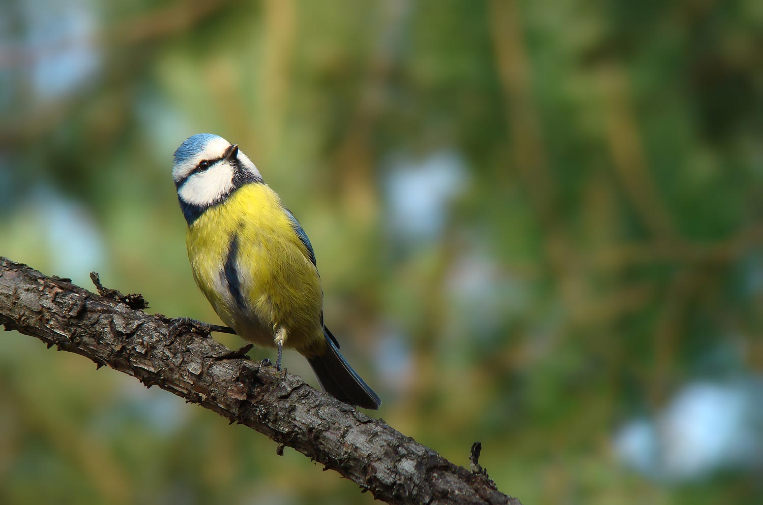 Bonne nuit | Aurélien Zint