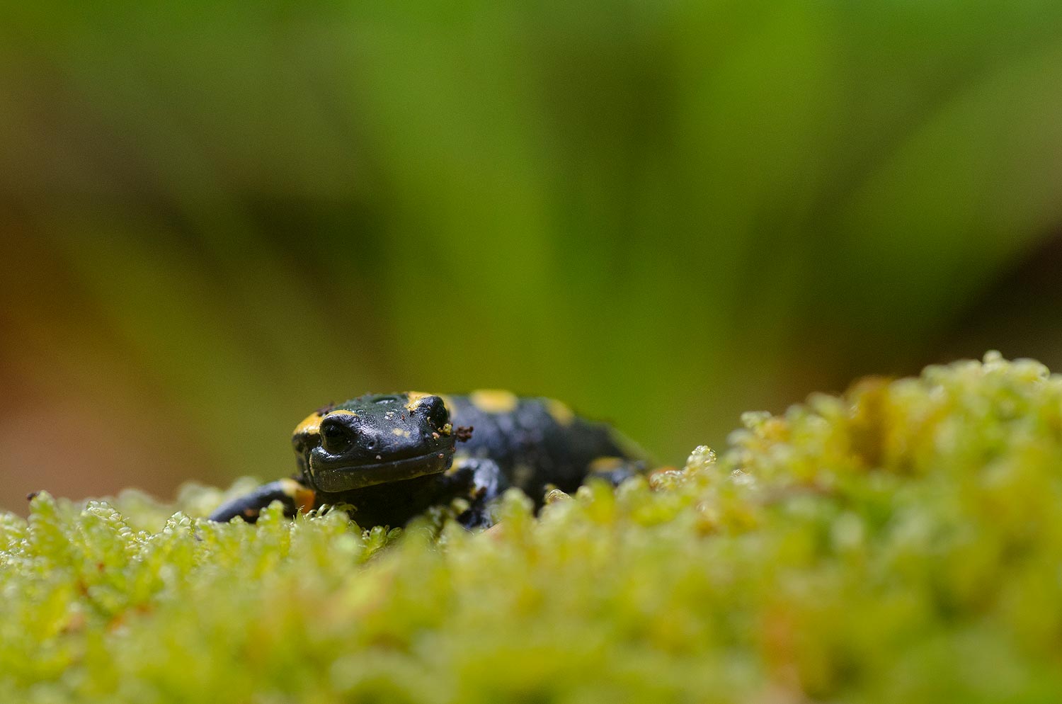La salamandre | Aurélien Zint