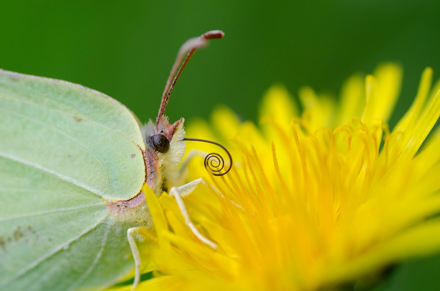 Le papillon et la fleur | Aurélien Zint