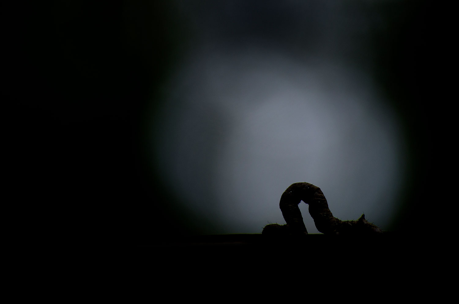 La locomotive des forêts | Aurélien Zint