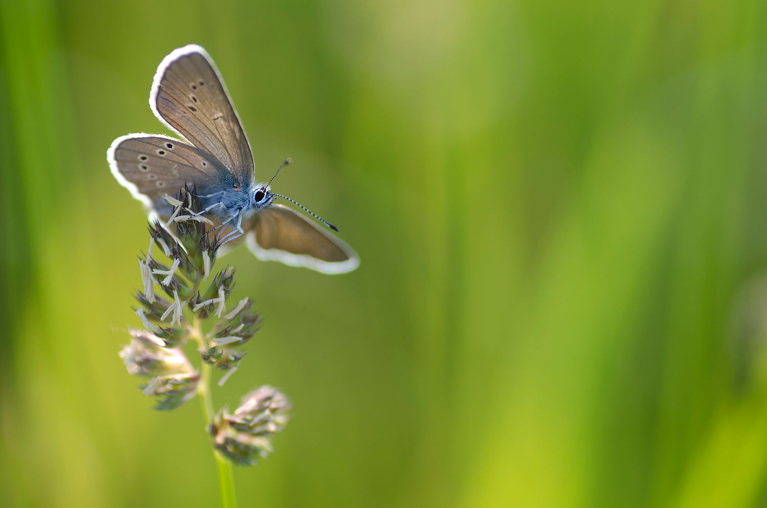 Ouvrir ses ailes | Aurélien Zint