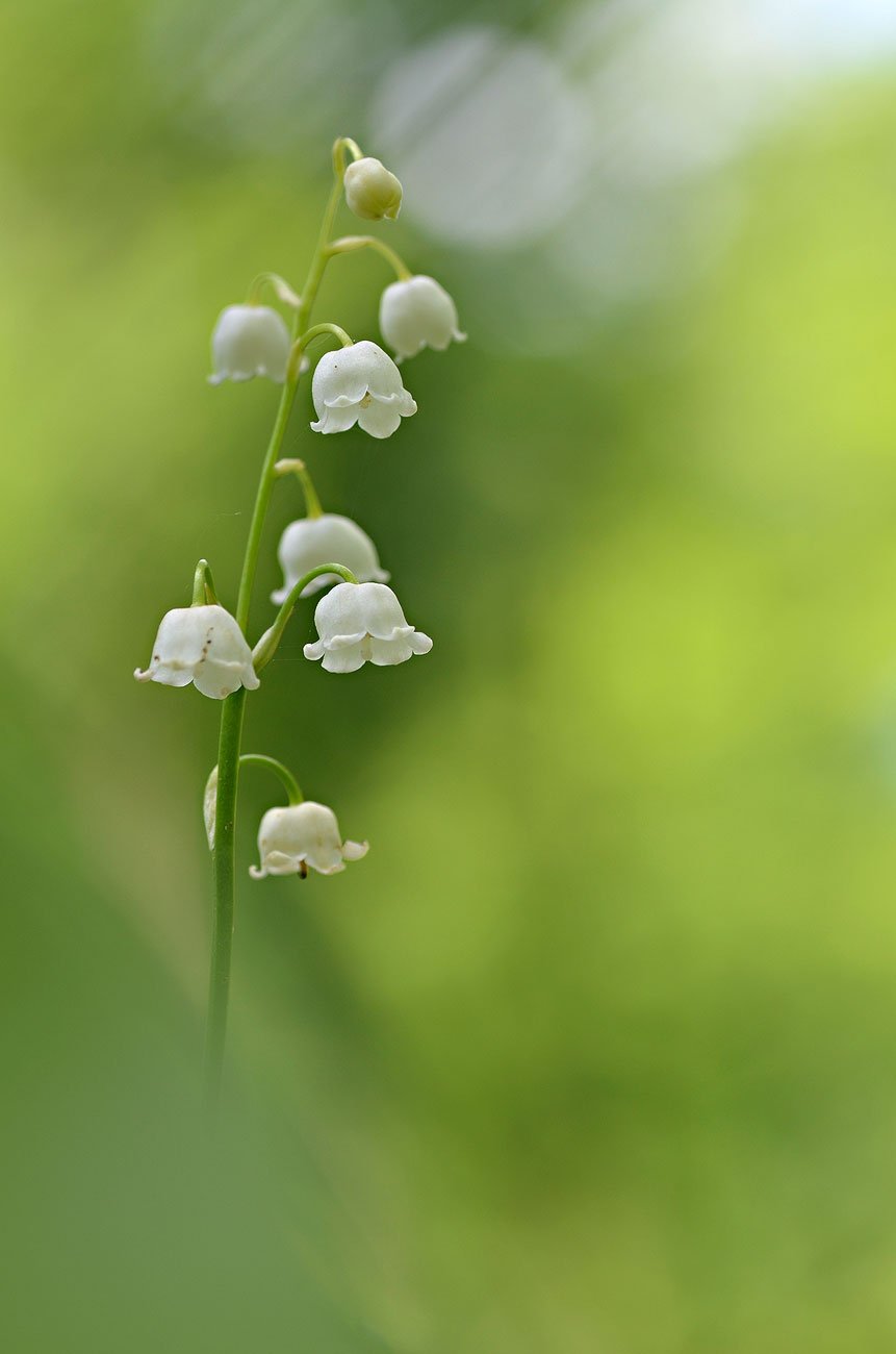 Muguet | Aurélien Zint
