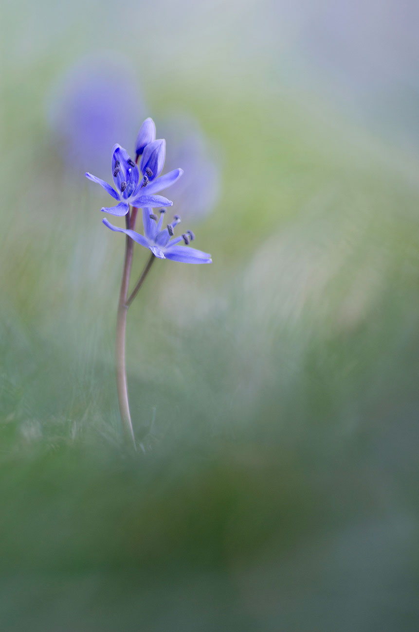 Scille | Aurélien Zint