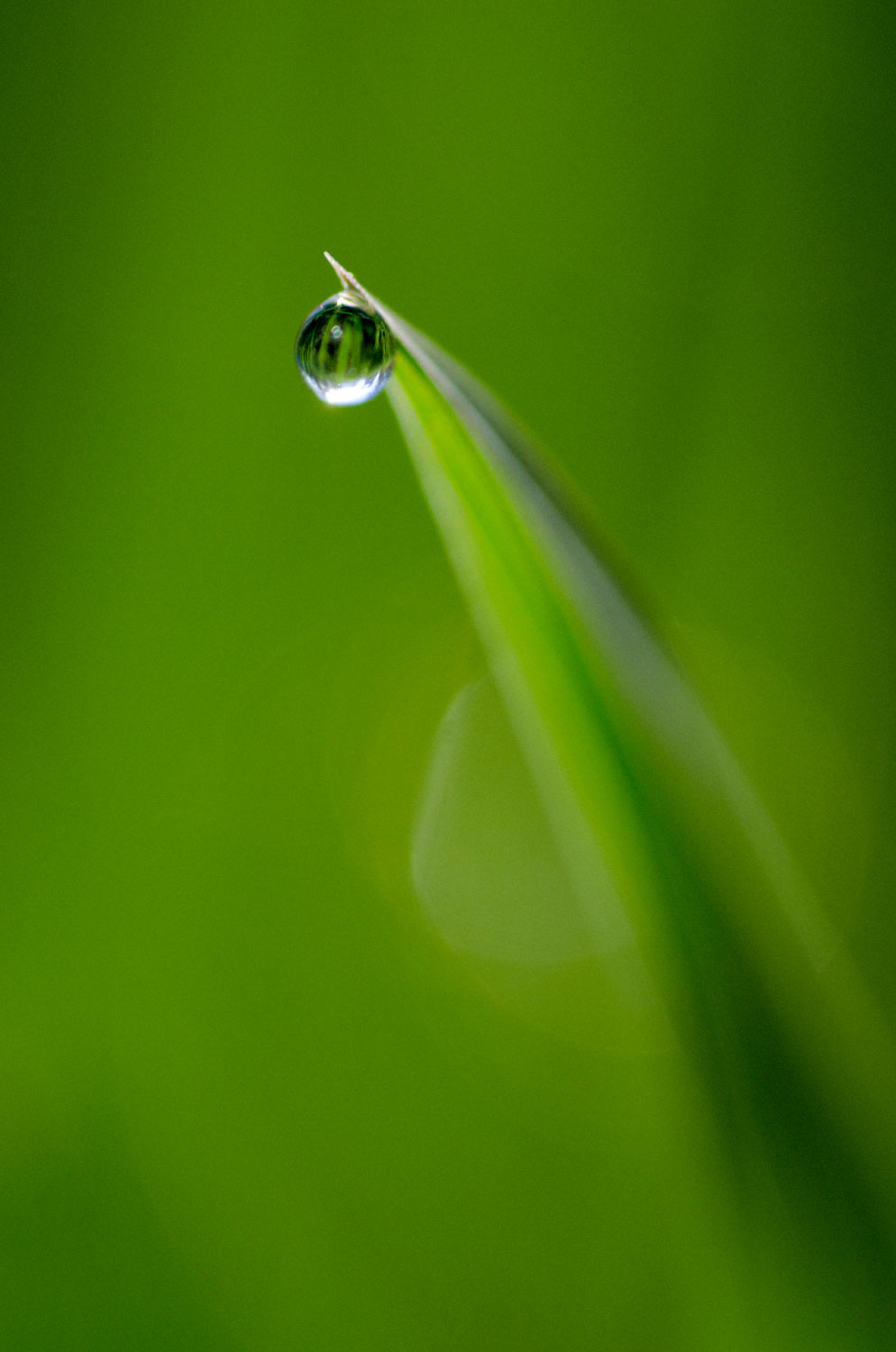 Goutte de rosée | Aurélien Zint
