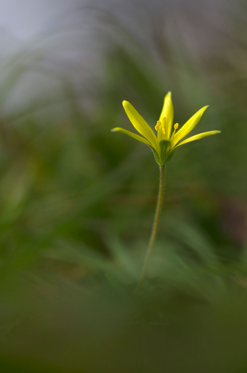Gagea | Aurélien Zint