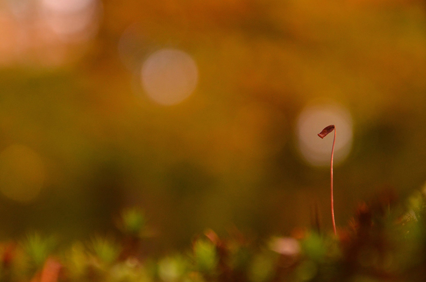 La lanterne | Aurélien Zint