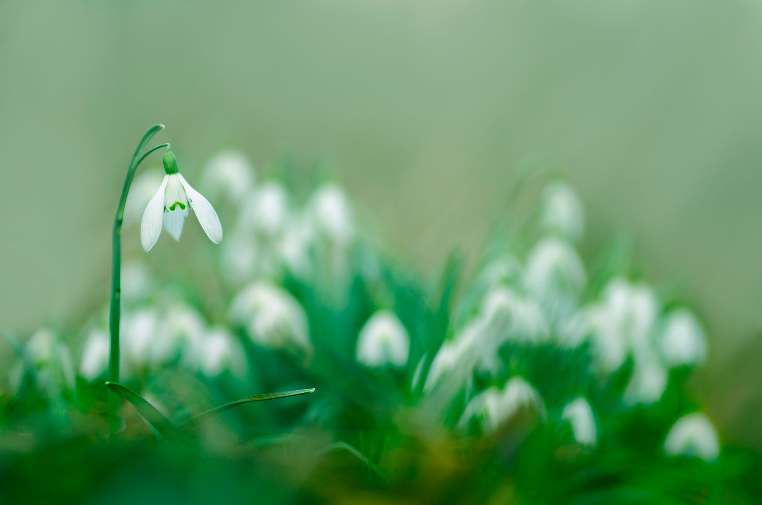 Perce Neige | Aurélien Zint