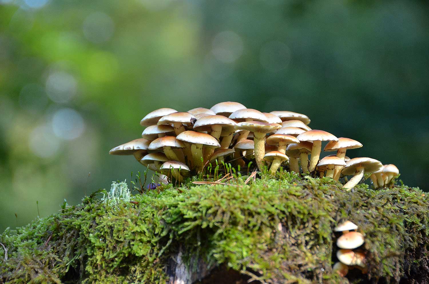 Groupe de champignons | Aurélien Zint