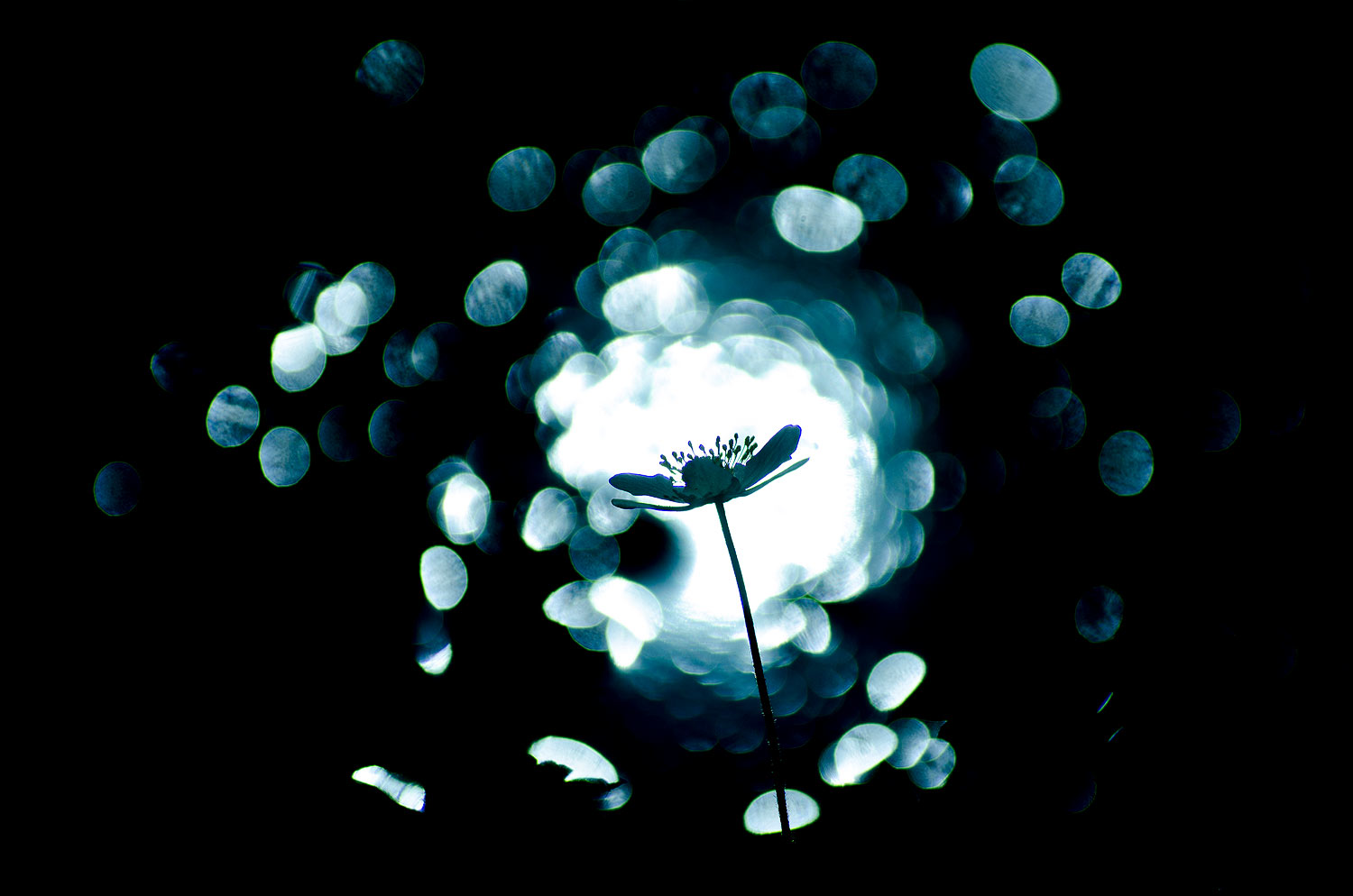 Anémone Sylvie en contre-jour | Aurélien Zint