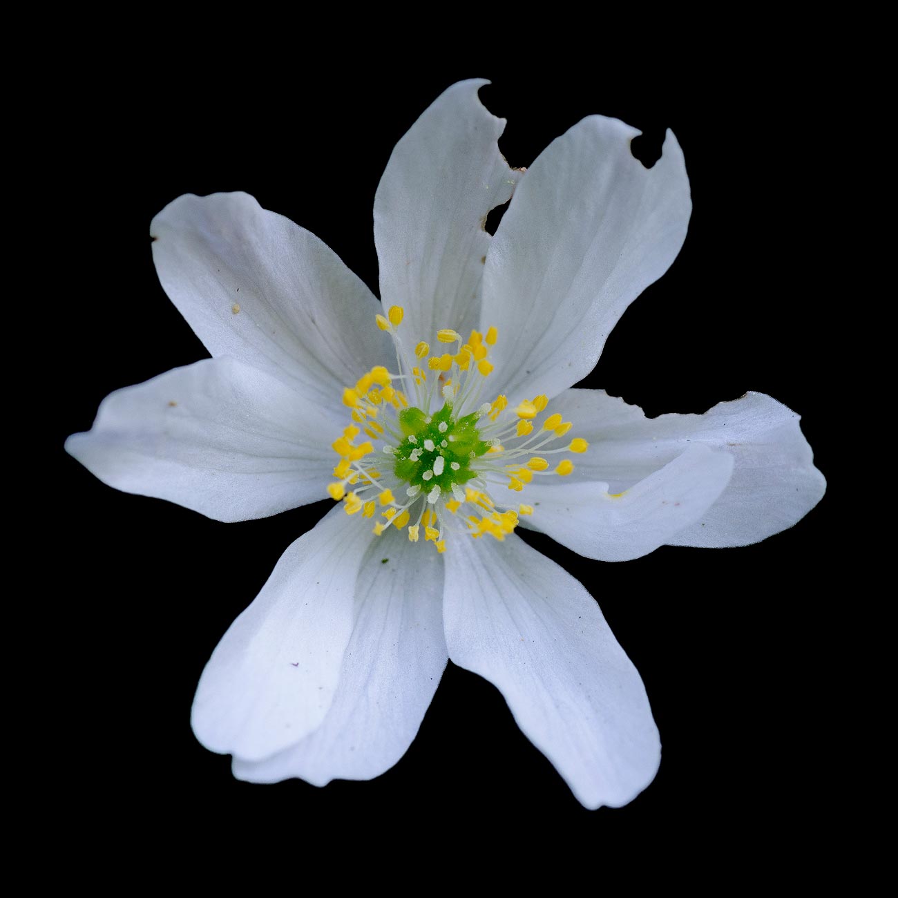 Anémone Sylvie | Aurélien Zint