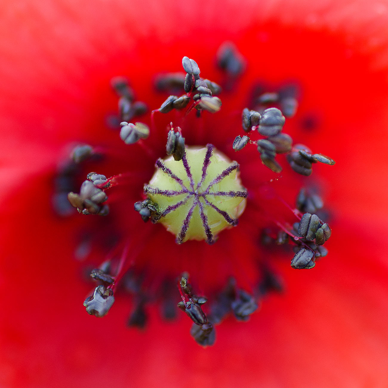 Coeur de coquelicot | Aurélien Zint