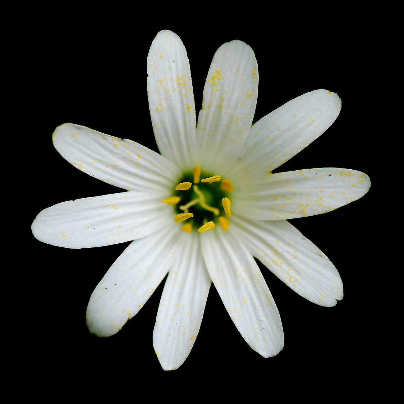 Symétrie | Aurélien Zint