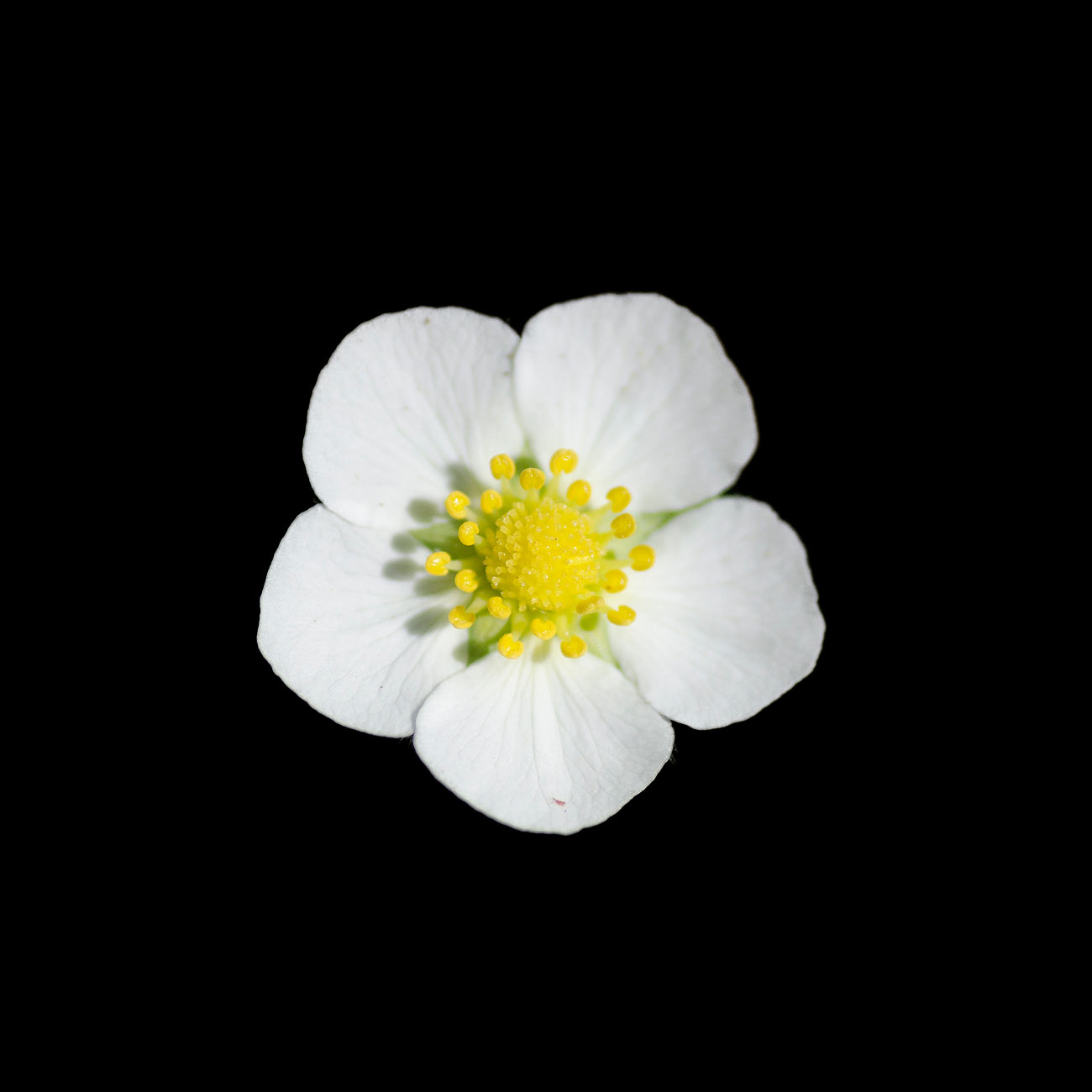 Royal | Aurélien Zint