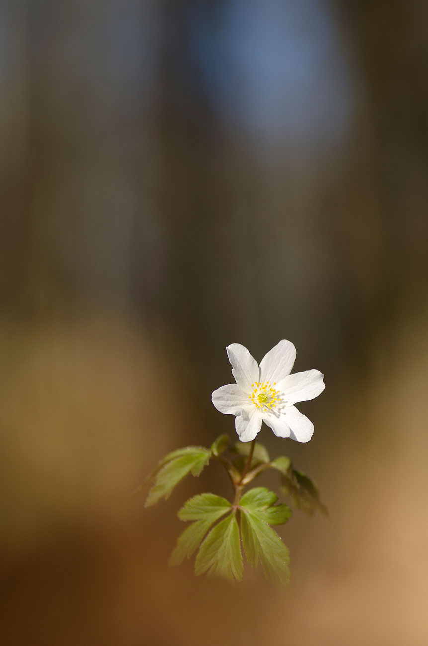 Anémone Sylvie | Aurélien Zint
