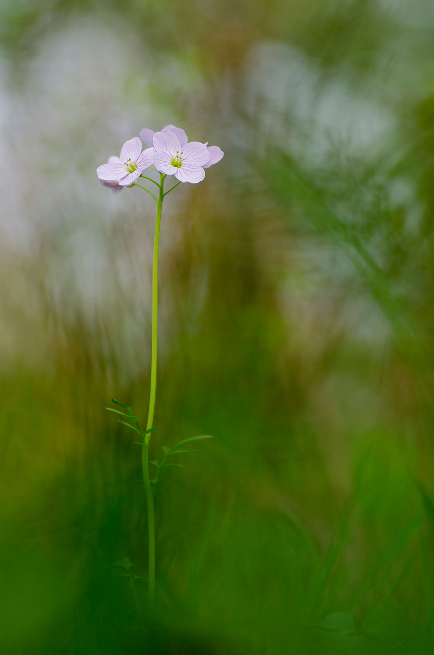 Cardamine | Aurélien Zint