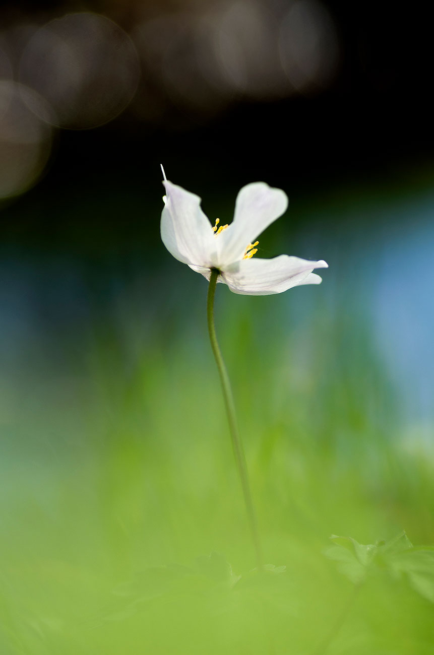 Anémone Sylvie | Aurélien Zint