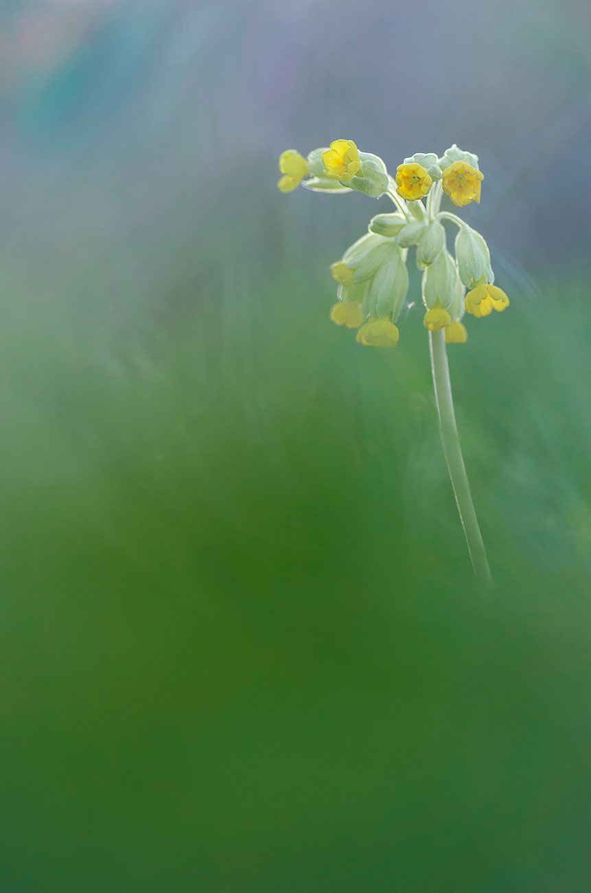 Auricule | Aurélien Zint