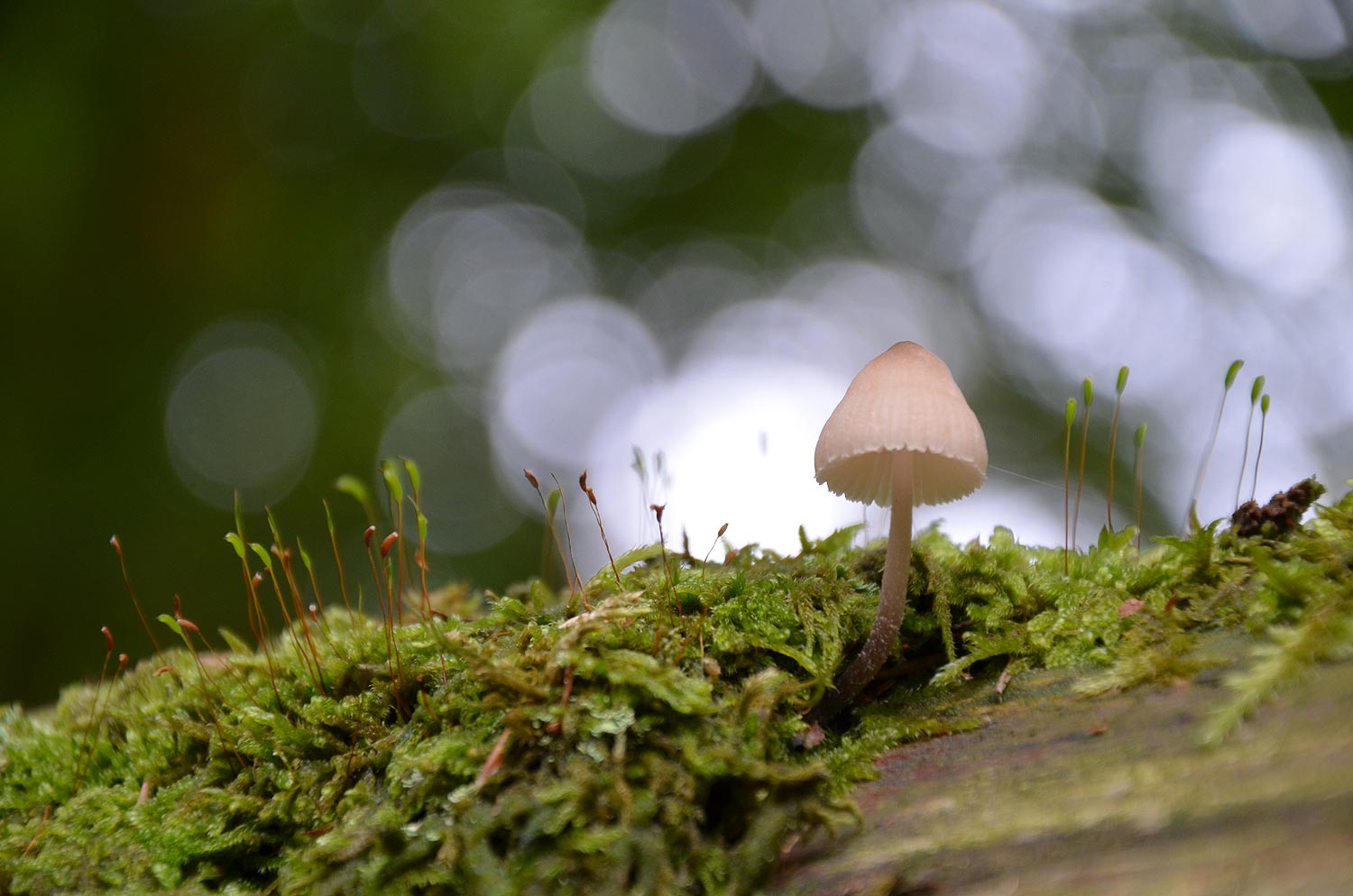 Champignon | Aurélien Zint