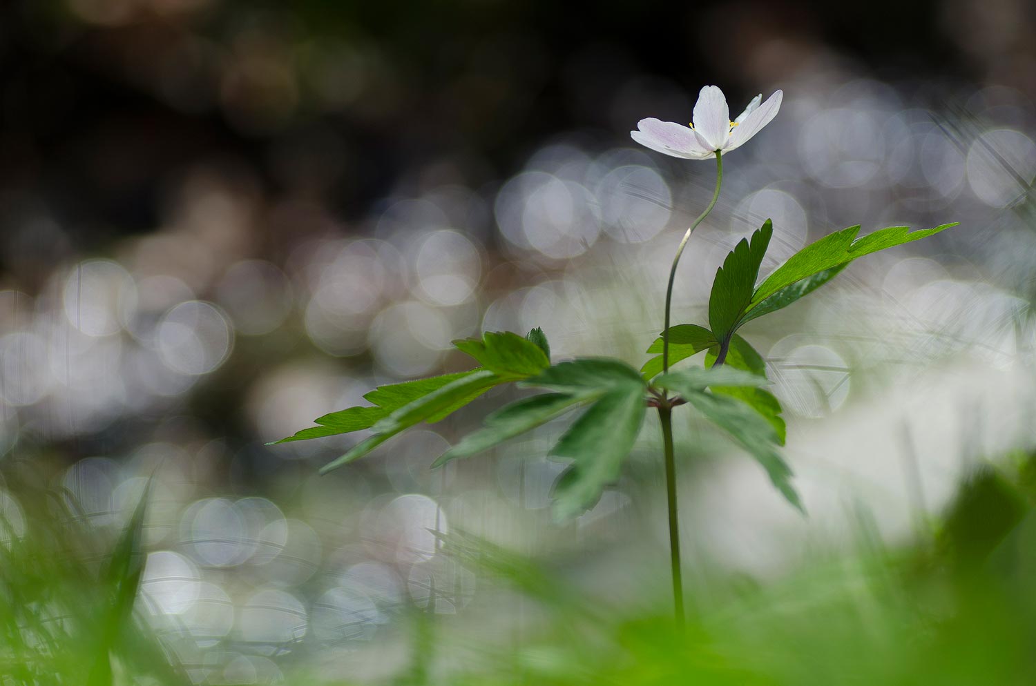 Anémone Sylvie | Aurélien Zint
