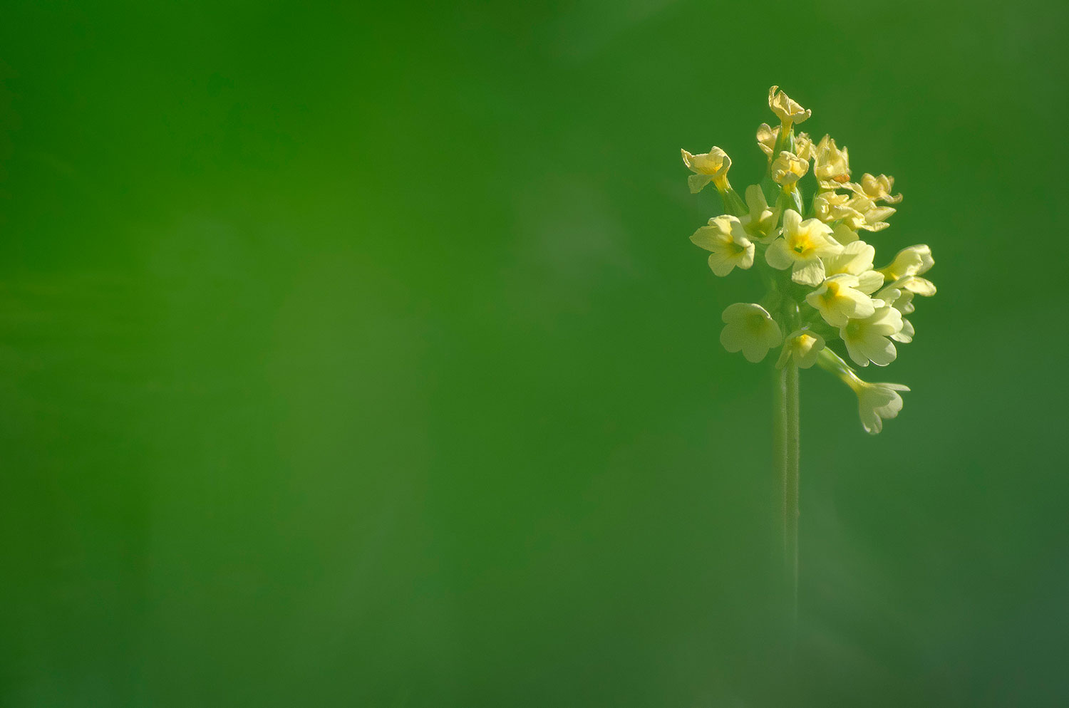 Auricule | Aurélien Zint