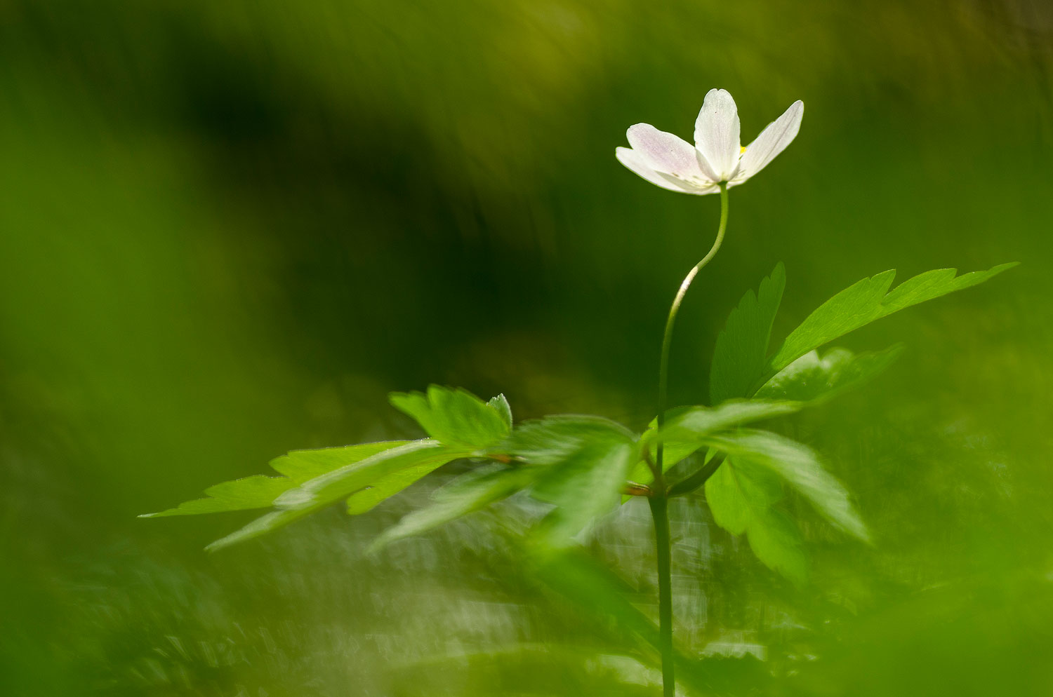 Anémone Sylvie | Aurélien Zint