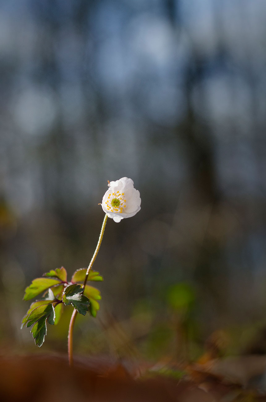 Anémone Sylvie | Aurélien Zint