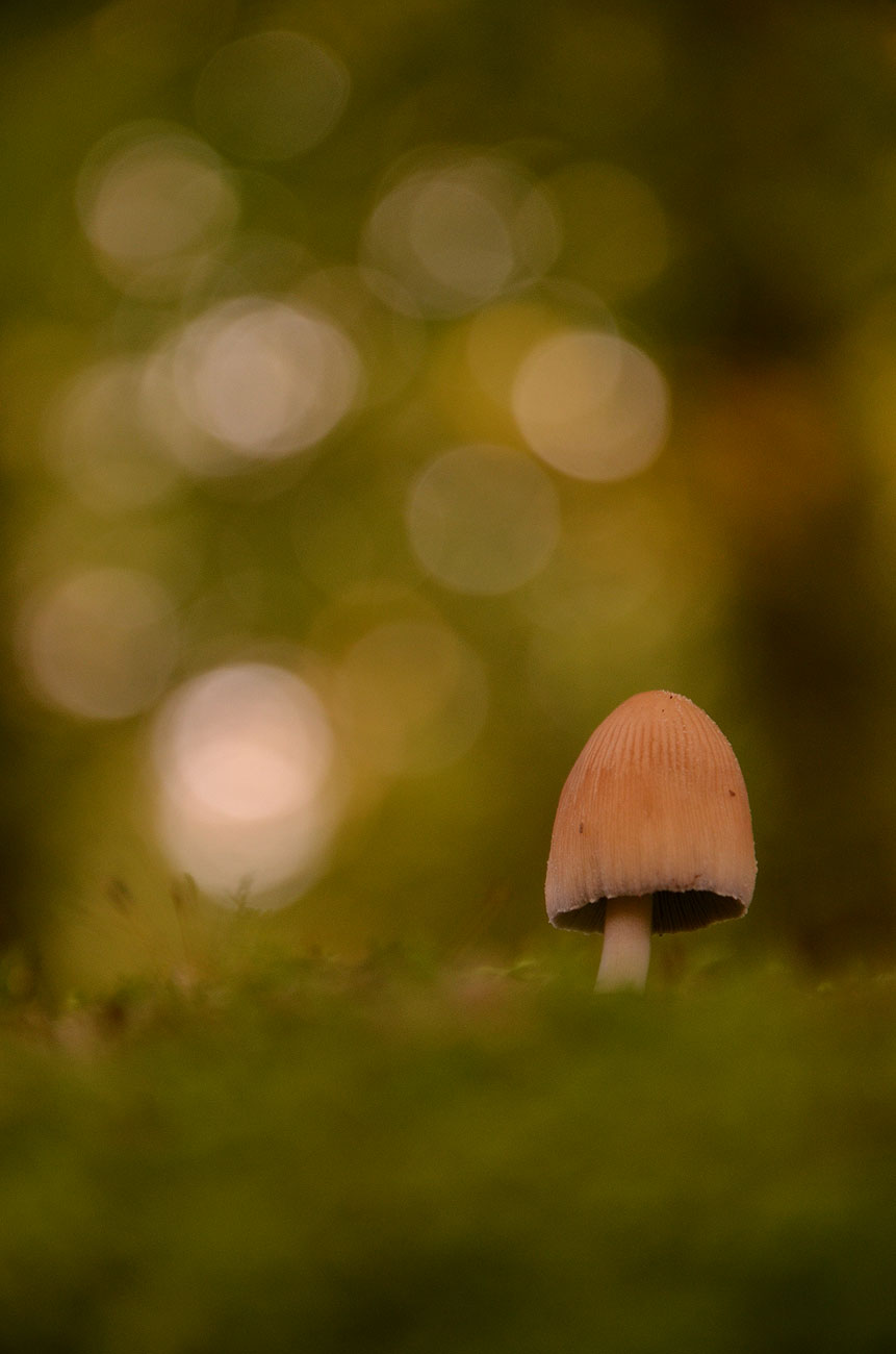 Petit Champignon | Aurélien Zint