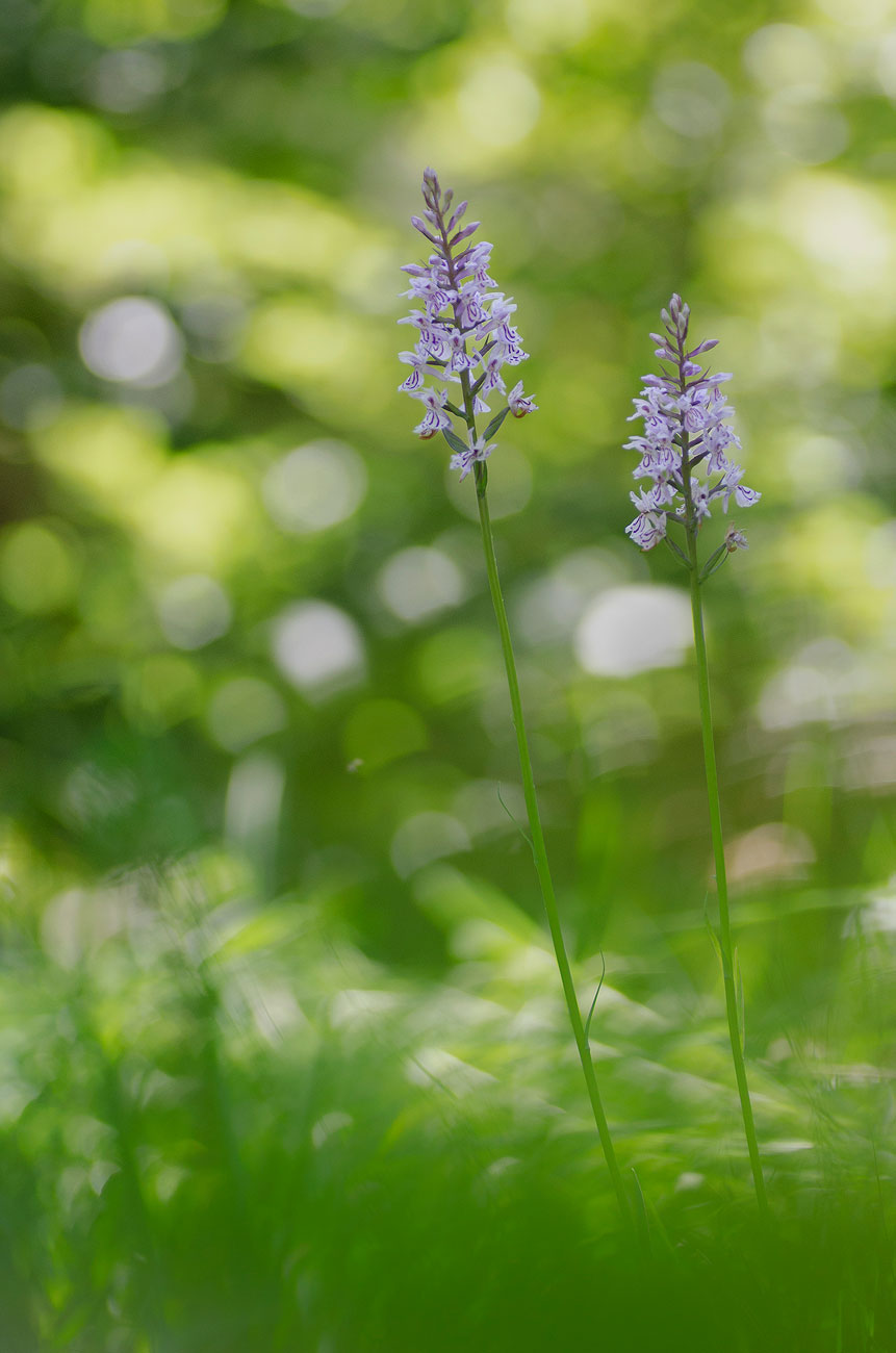 Orchidée Sauvage | Aurélien Zint