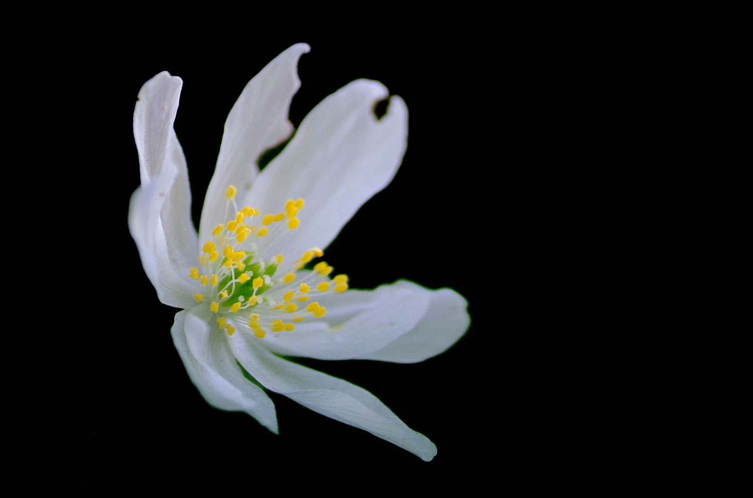 Anémone Sylvie | Aurélien Zint