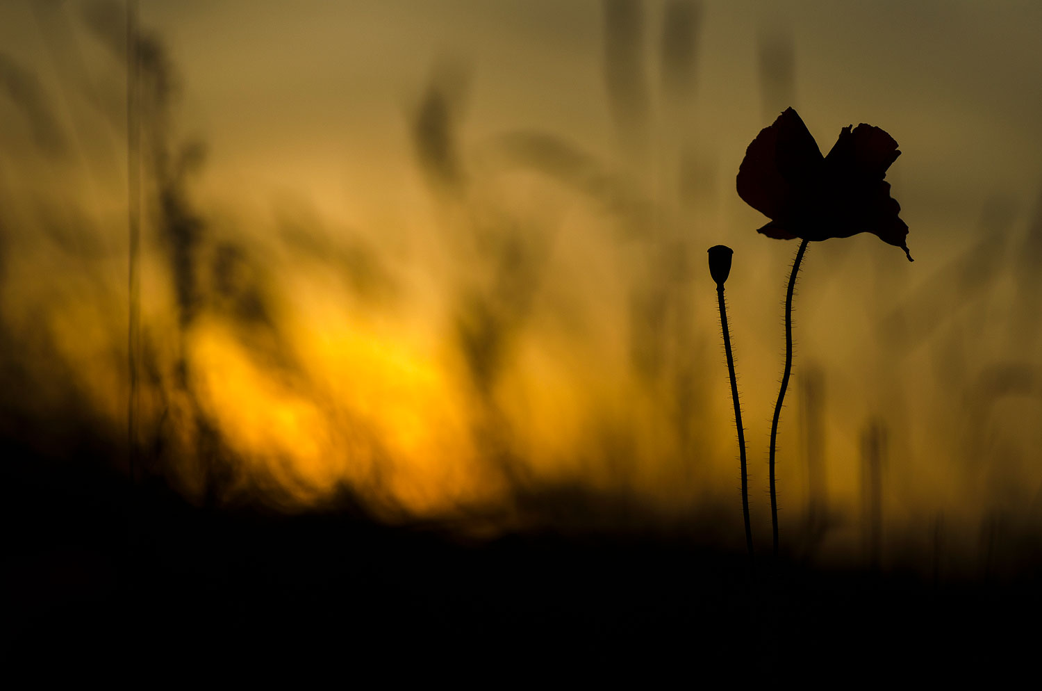 Coquelicot | Aurélien Zint