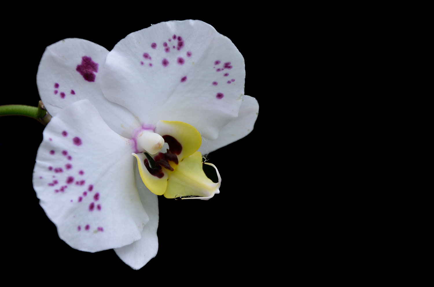 Orchidée | Aurélien Zint