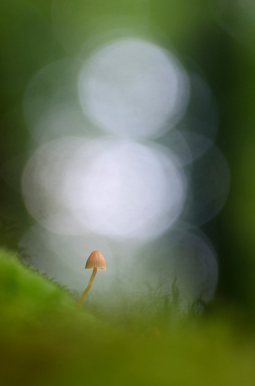 Petit Champignon | Aurélien Zint