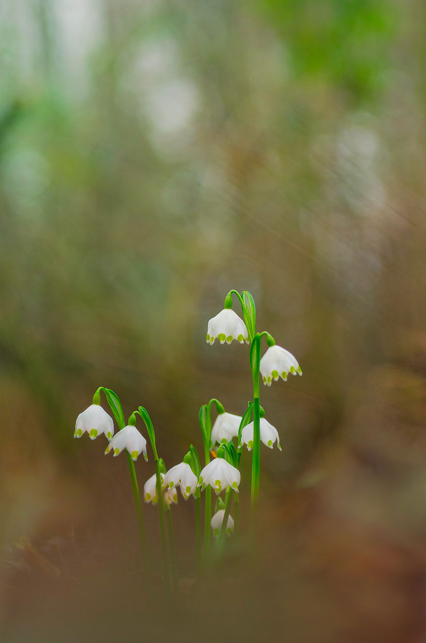 Nivéoles de printemps | Aurélien Zint