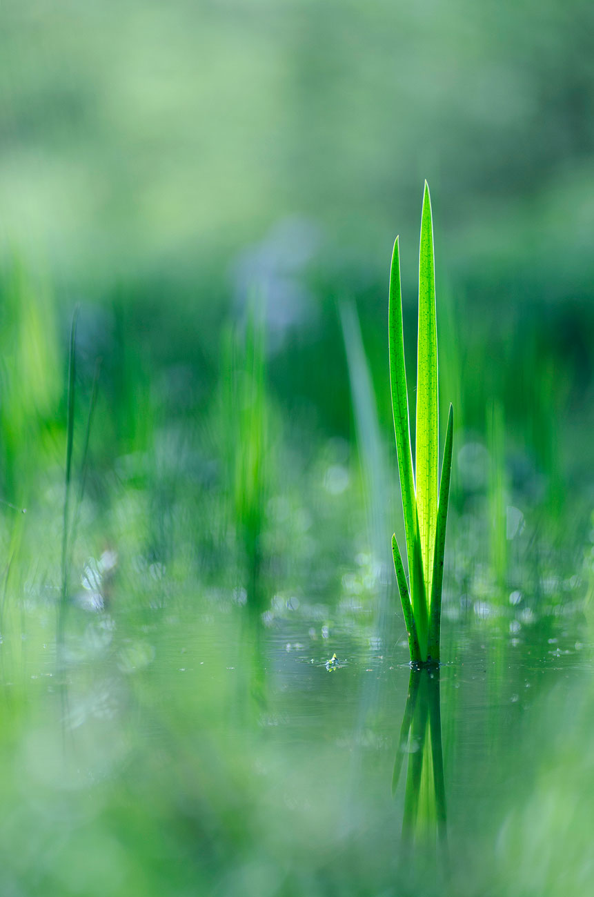 Dans la mare | Aurélien Zint