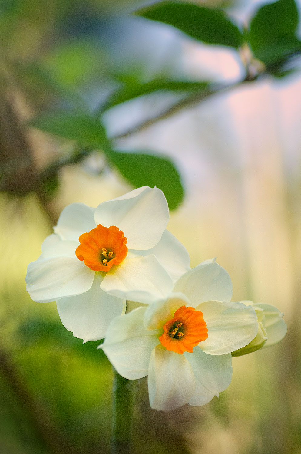 Duo | Aurélien Zint