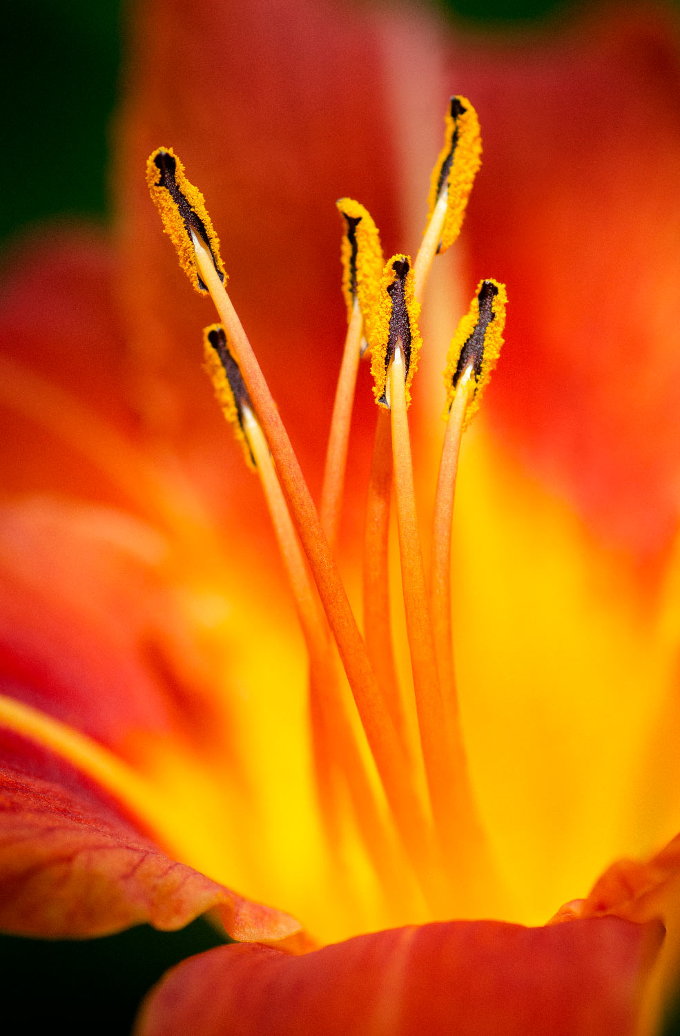 Lys | Aurélien Zint