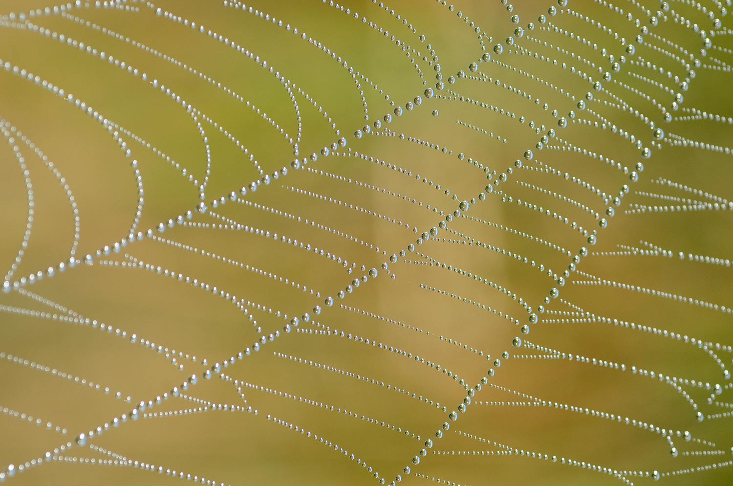 Rosée sur une toile d'araignée | Aurélien Zint