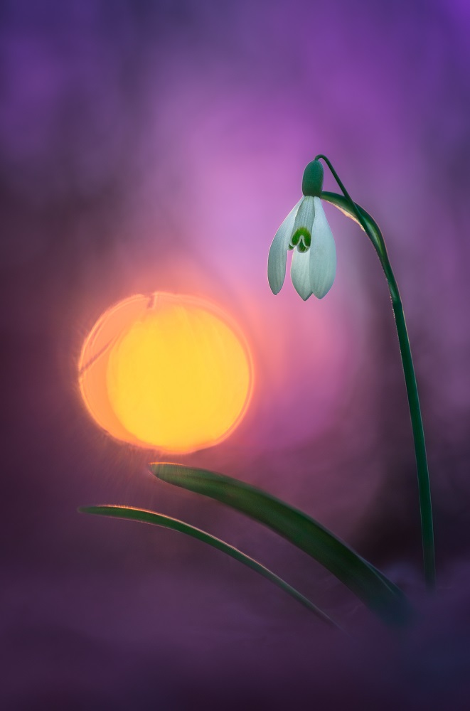 Perce-Neige au soleil couchant | Aurélien Zint