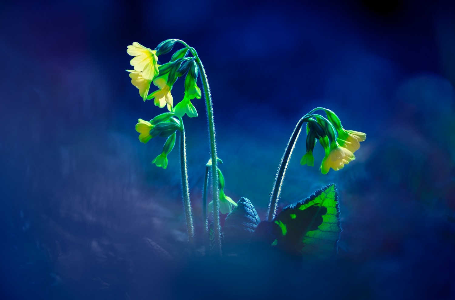 Primevères au clair de lune | Aurélien Zint