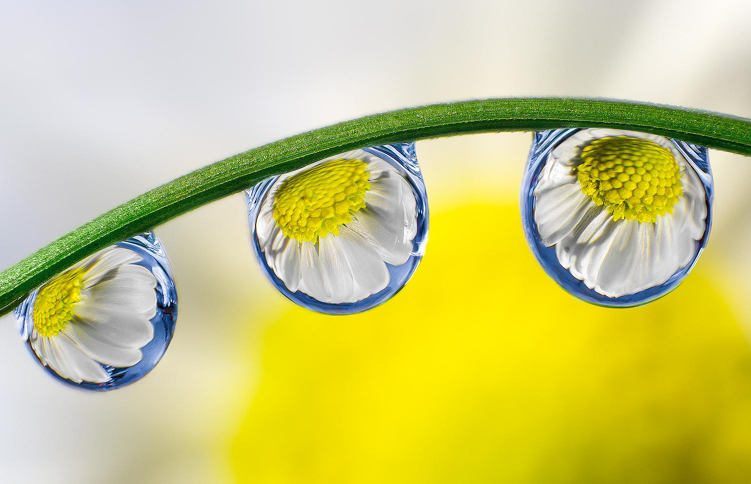 Le printemps dans une goutte | Aurélien Zint