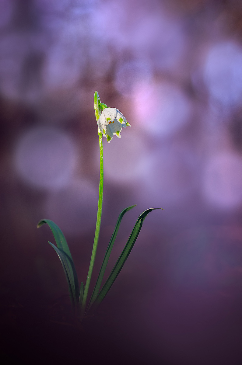 Nivéole dans sa bulle | Aurélien Zint