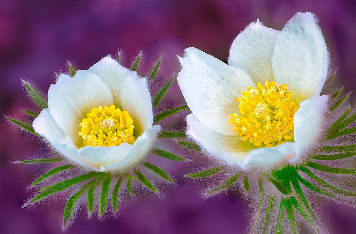 Bouquet de Printemps | Aurélien Zint