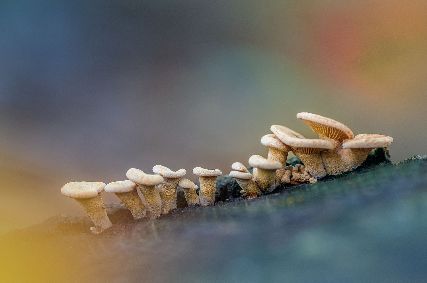 La petite famille réunie | Aurélien Zint