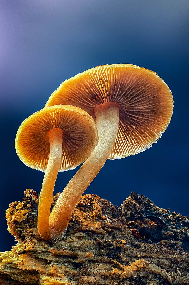 Les trésors de l'automne | Aurélien Zint