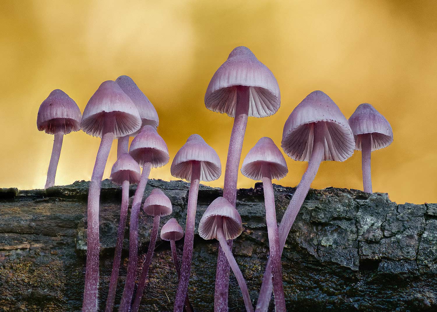 Les extraterrestres des sous-bois | Aurélien Zint
