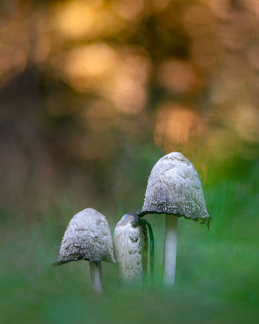 Trio de champignons au soleil couchant | Aurélien Zint